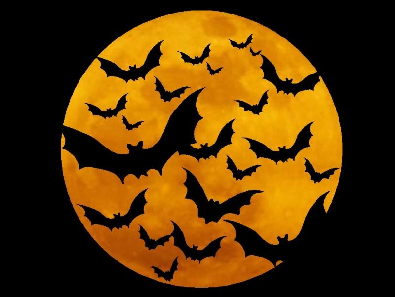 Top 8 fun facts about Halloween 1